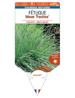 Fétuque (bleu) Festina