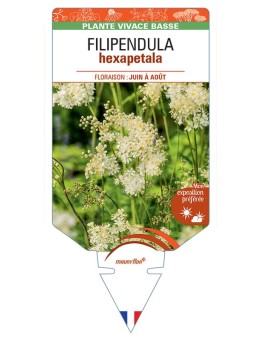 FILIPENDULA HEXAPETALA