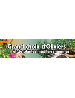 Banderole 072 - grand choix oliviers
