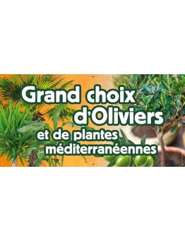Banderole 073 - grand choix oliviers