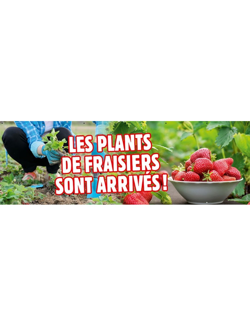Banderole 077 - plants de fraisiers