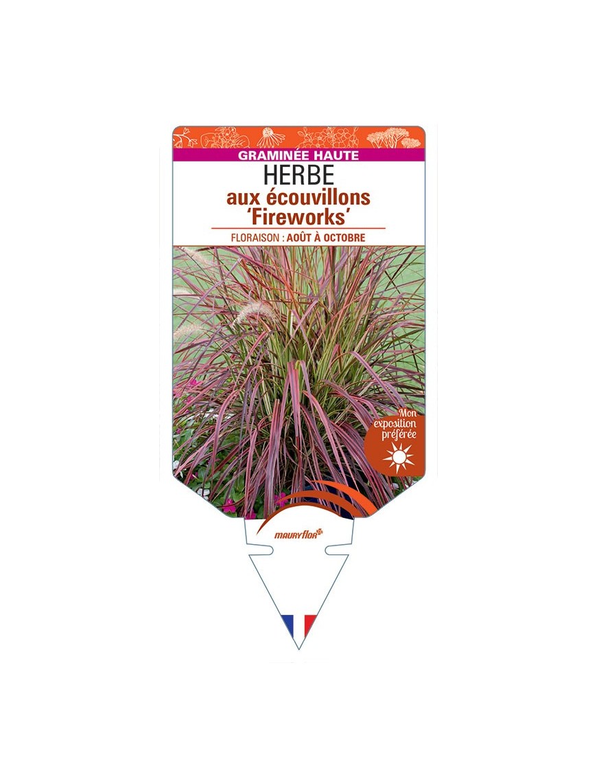 PENNISETUM advena ‘Fireworks’ voir HERBE aux écouvillons *