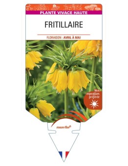FRITILLARIA IMPERIALIS (jaune)
