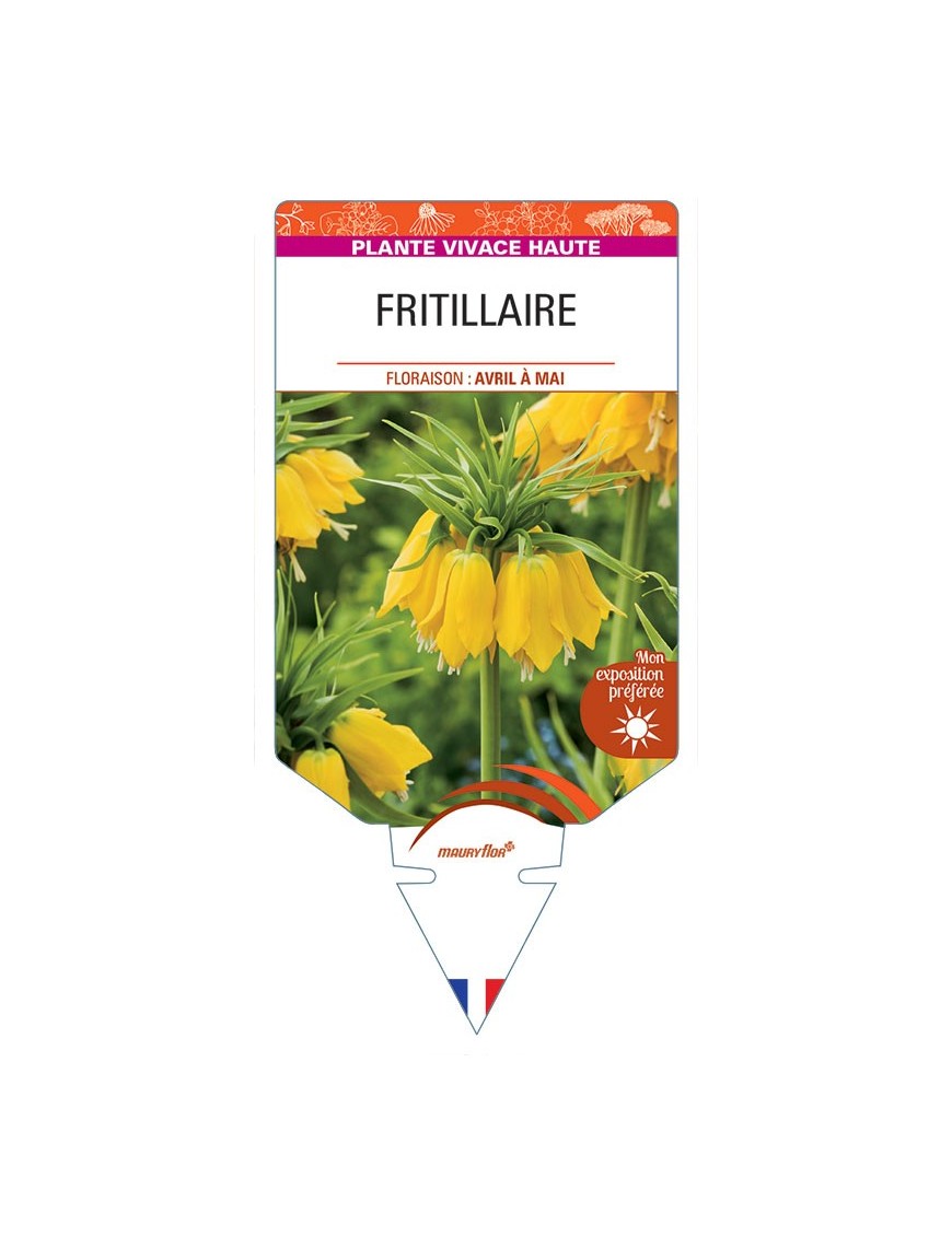 FRITILLARIA IMPERIALIS (jaune)