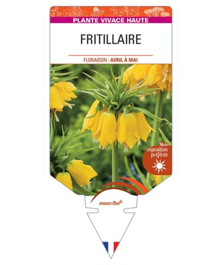 FRITILLARIA IMPERIALIS (jaune)