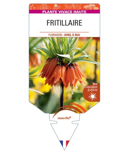 FRITILLARIA IMPERIALIS (orange)