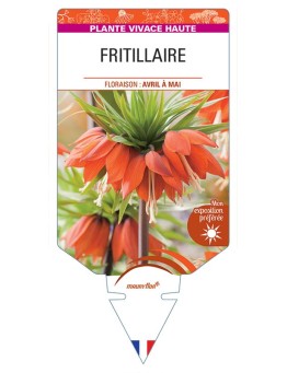 FRITILLARIA IMPERIALIS (rouge)