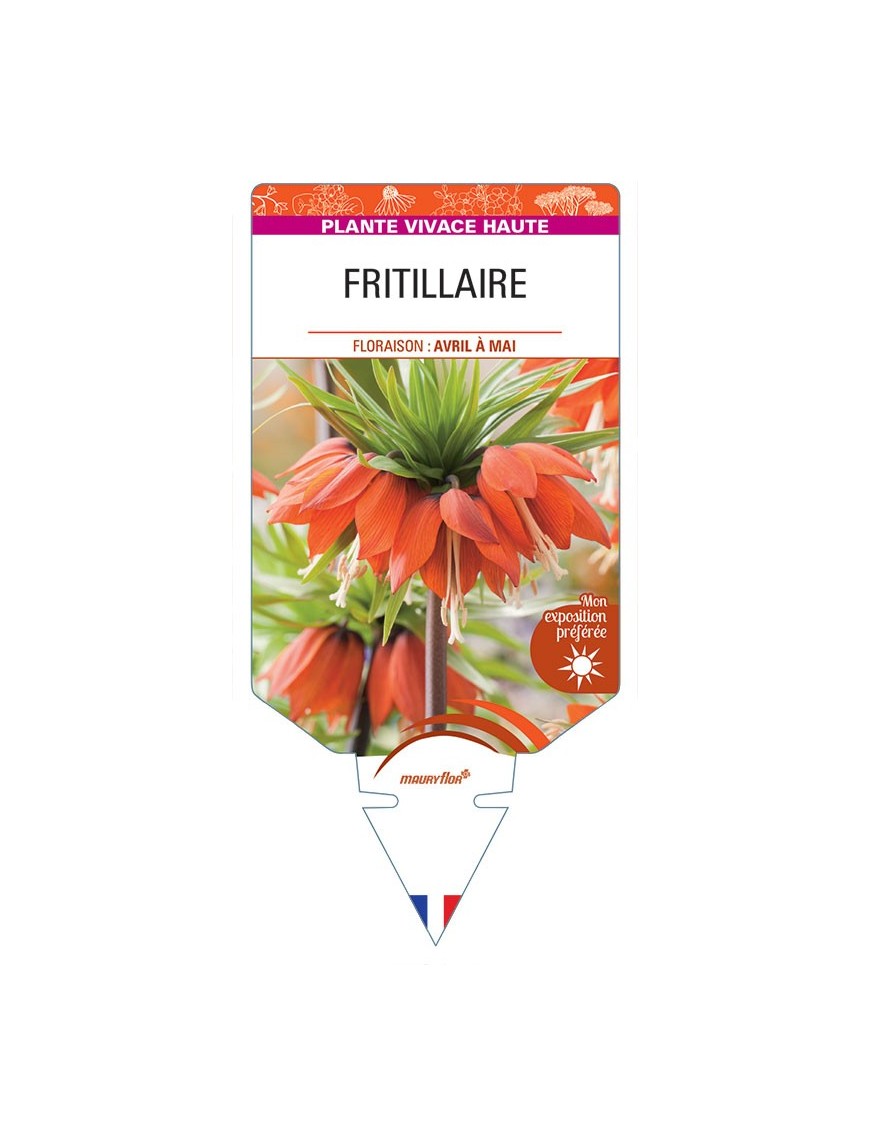 FRITILLARIA IMPERIALIS (rouge)