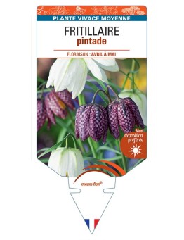 FRITILLARIA MELEAGRIS PINTADE