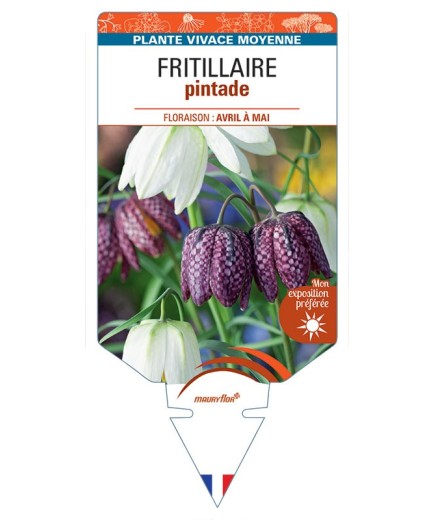 FRITILLARIA MELEAGRIS PINTADE