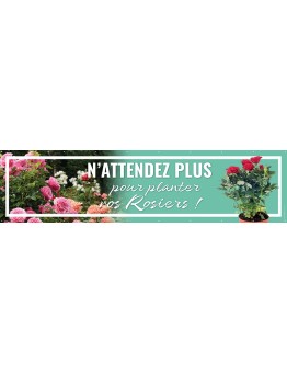 Banderole 116 - rosiers