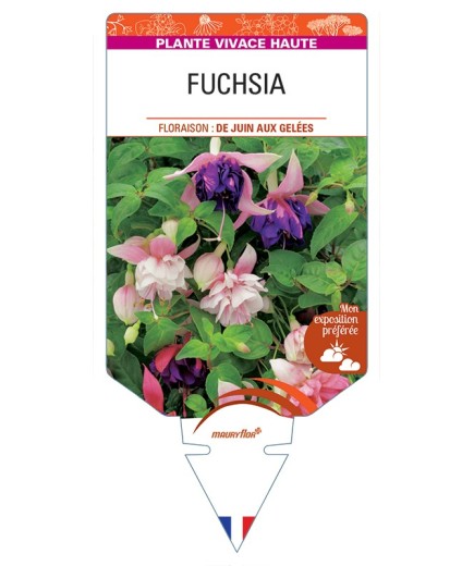 FUCHSIA