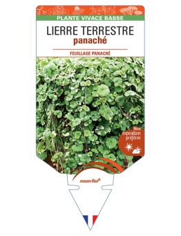 GLECHOMA ‘Variegata’ voir LIERRE TERRESTRE panaché *