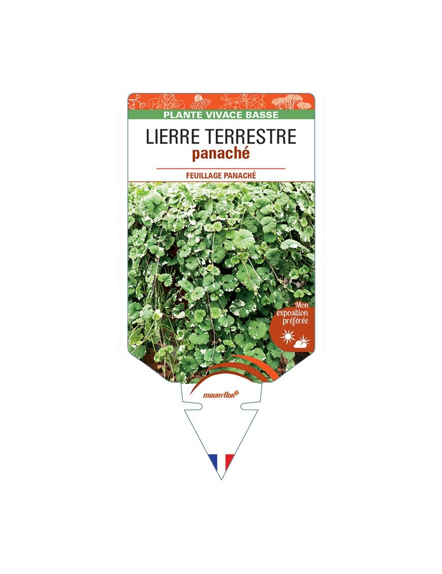 GLECHOMA ‘Variegata’ voir LIERRE TERRESTRE panaché *