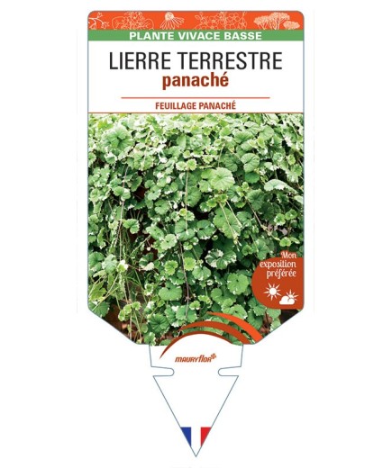 GLECHOMA ‘Variegata’ voir LIERRE TERRESTRE panaché *