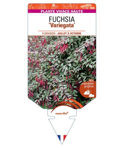 FUCHSIA (magellanica) Variegata