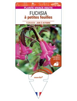 FUCHSIA (microphylla) à petites feuilles