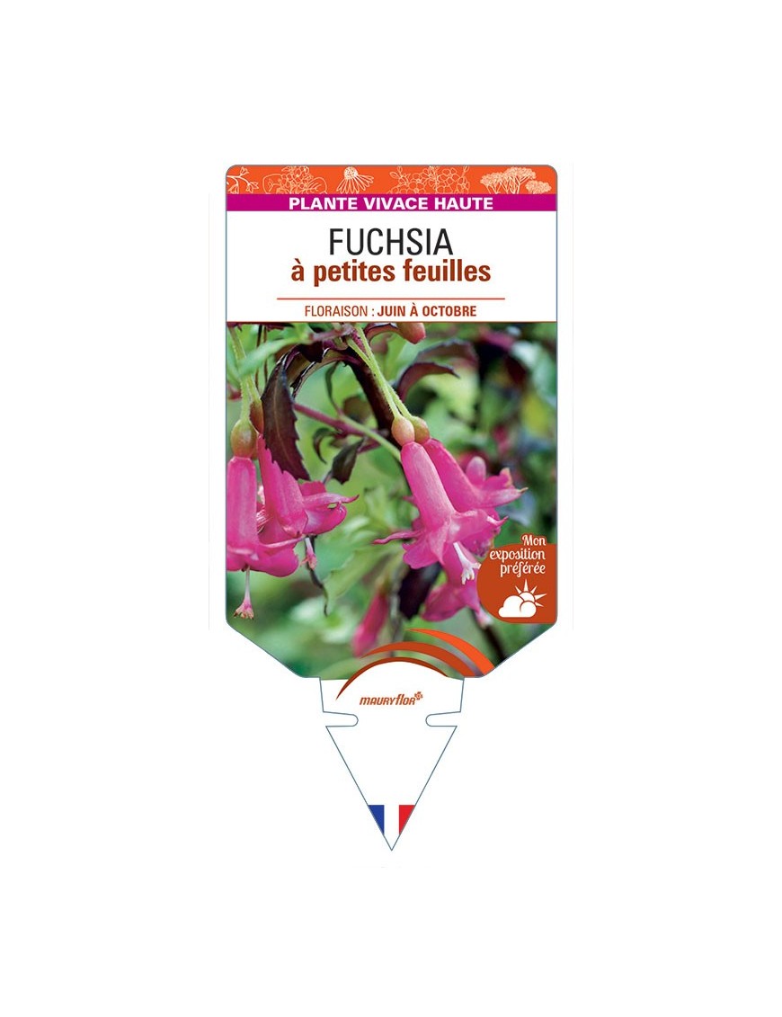 FUCHSIA (microphylla) à petites feuilles