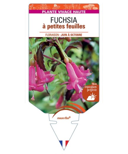 FUCHSIA (microphylla) à petites feuilles