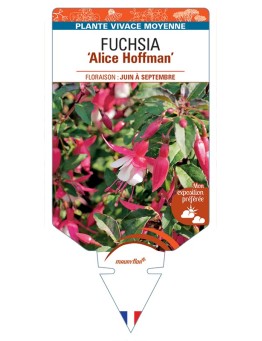 FUCHSIA Alice Hoffman
