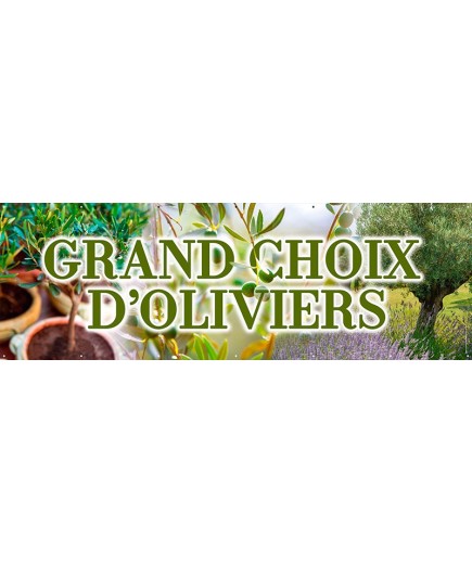 Banderole 167 - oliviers