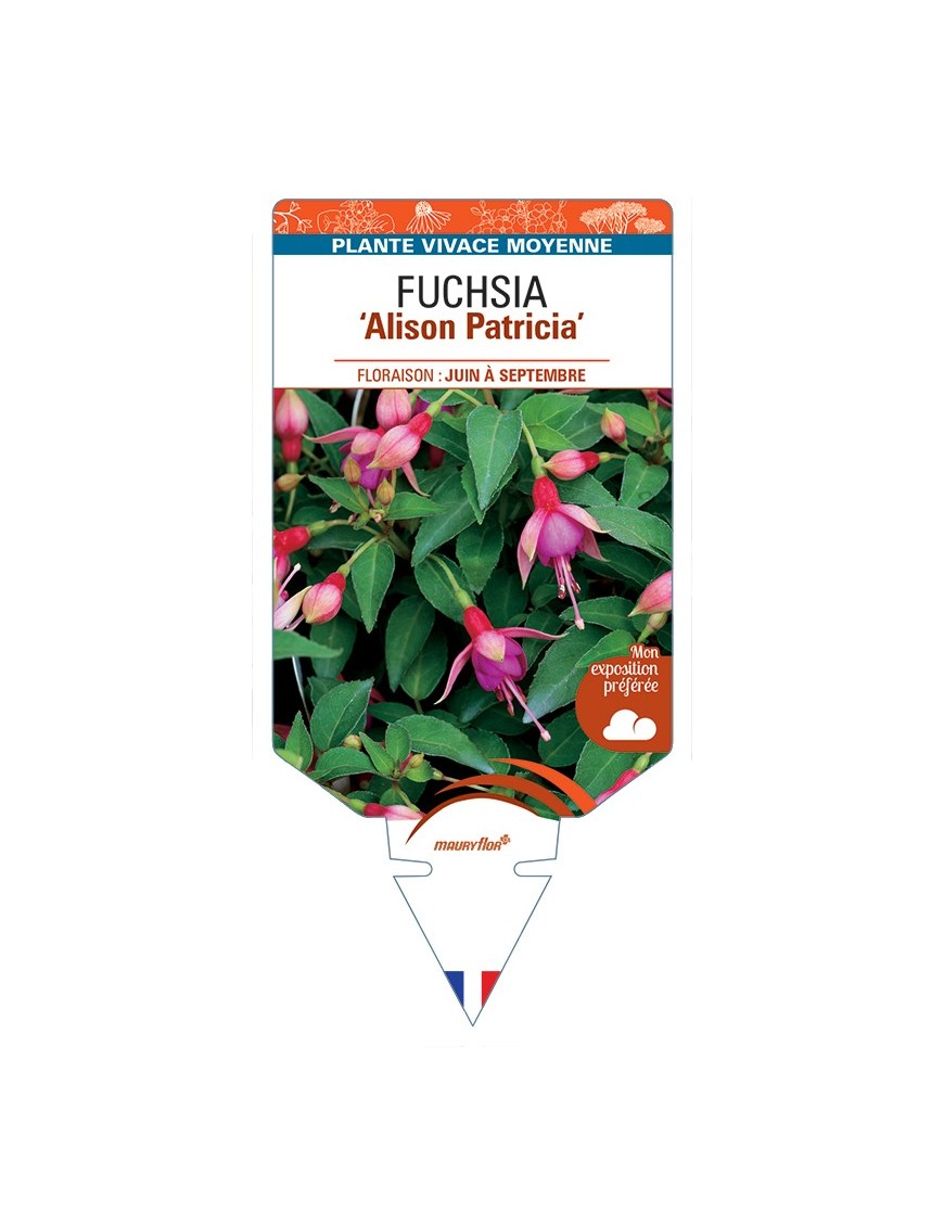 FUCHSIA Alison Patricia