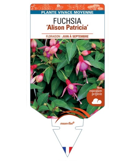 FUCHSIA Alison Patricia
