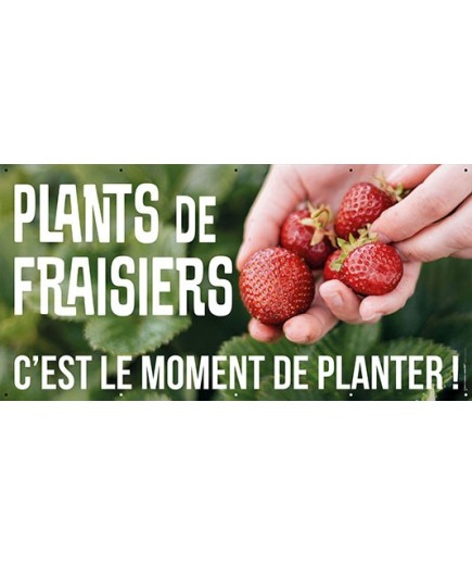 Banderole 187 - plants de fraisiers