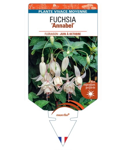 FUCHSIA Annabel