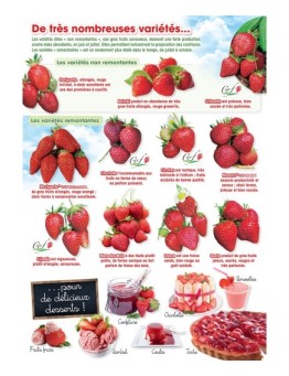Flyer Fraisiers