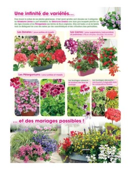 Flyer Géraniums