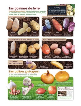 Flyer Pommes de terre & bulbes potager