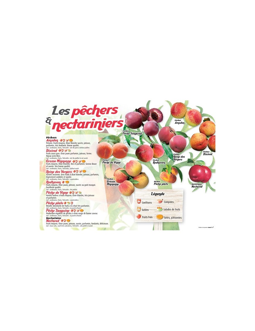 PANNEAU PÊCHERS & NECTARINIERS