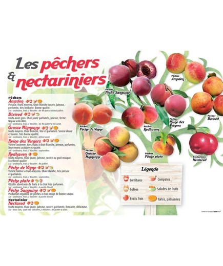 PANNEAU PÊCHERS & NECTARINIERS