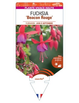 FUCHSIA Beacon Rouge
