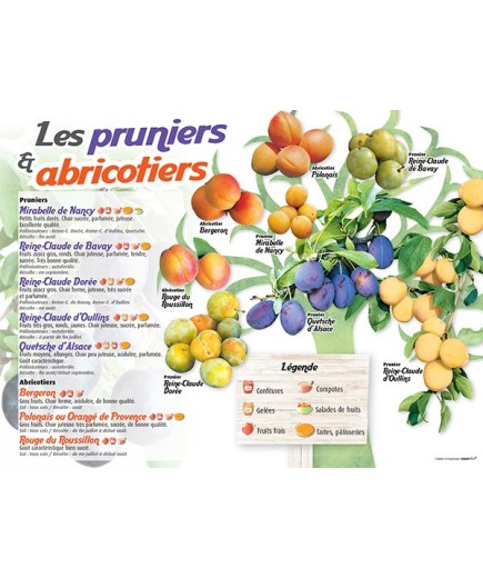 PANNEAU PRUNIERS & ABRICOTIERS