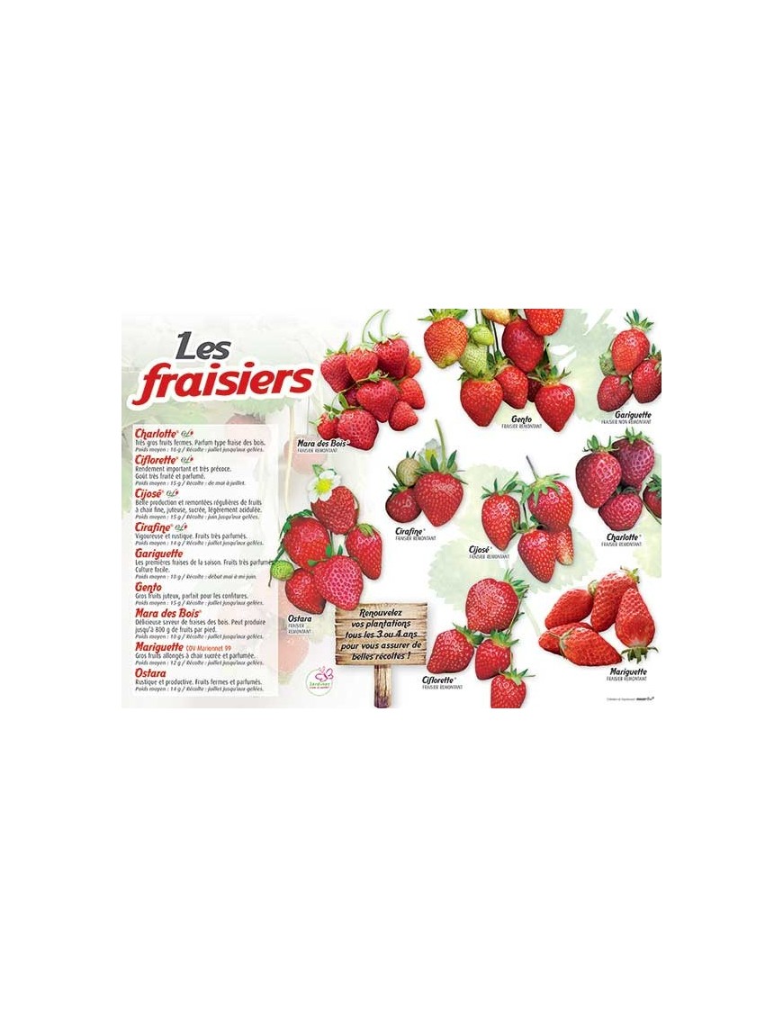 PANNEAU FRAISIERS