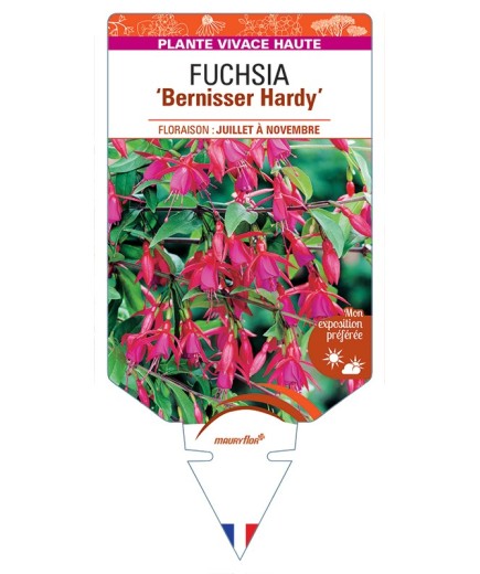 FUCHSIA Bernisser Hardy
