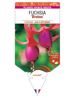 FUCHSIA Brutus