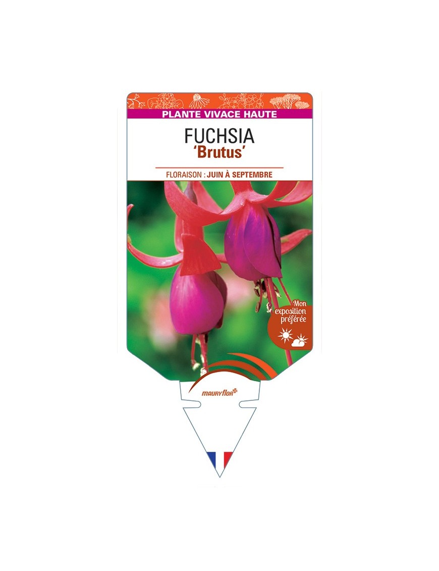 FUCHSIA Brutus