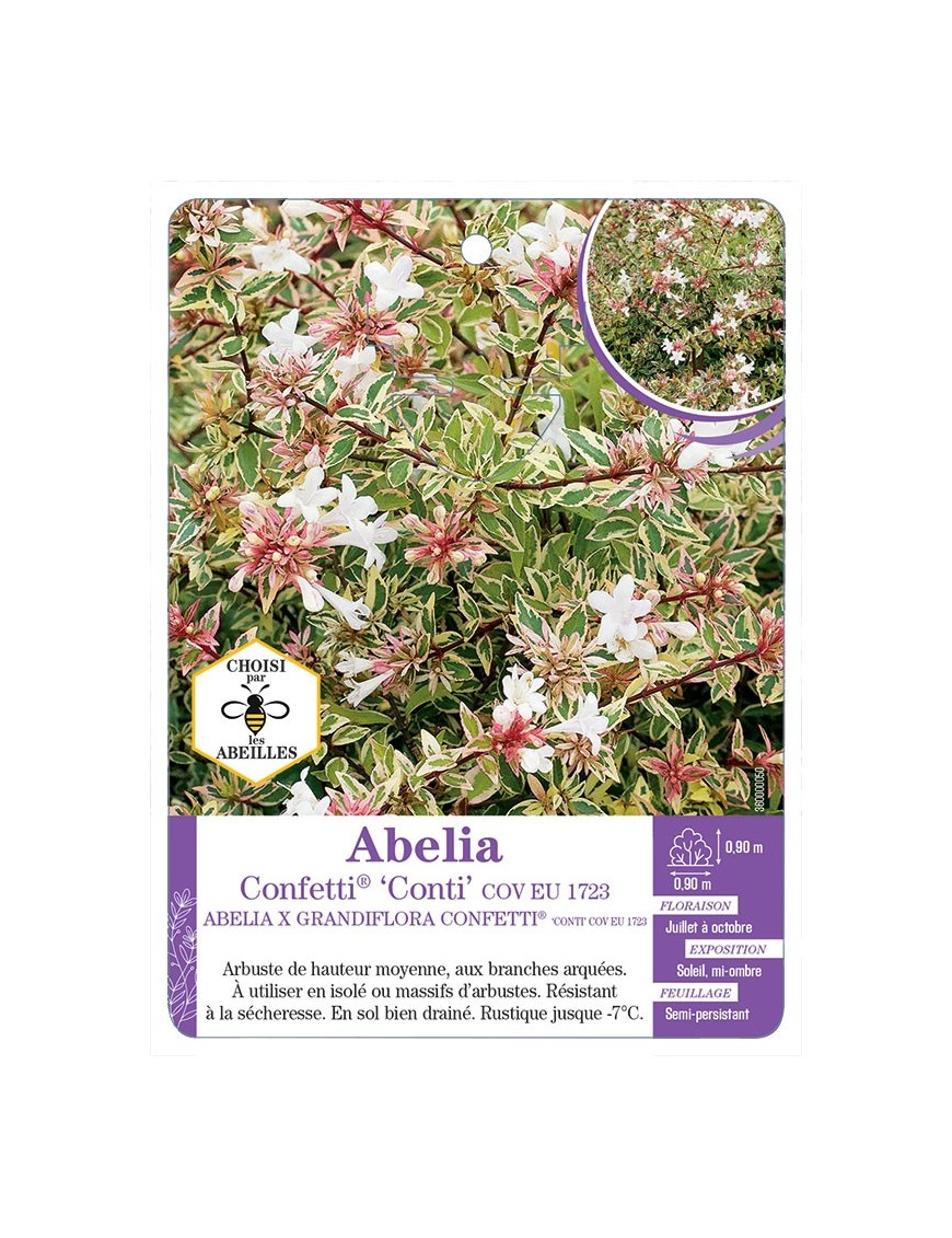 ABELIA CONFETTI® Conti (*)