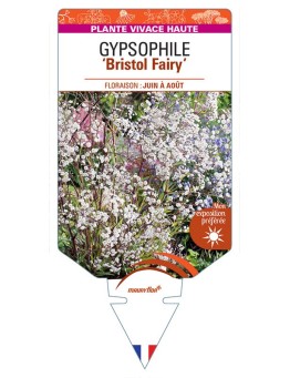 GYPSOPHILA ‘Bristol Fairy’ (blanc double) *