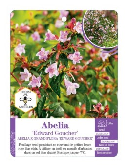 ABELIA EDWARD GOUCHER