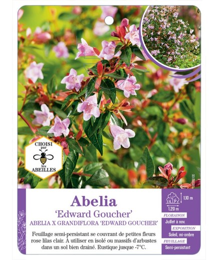 ABELIA EDWARD GOUCHER