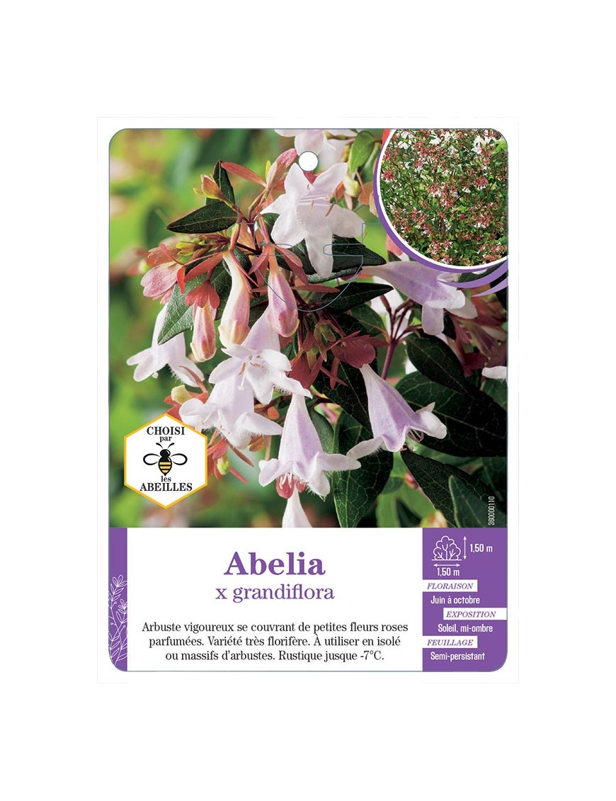 ABELIA X GRANDIFLORA