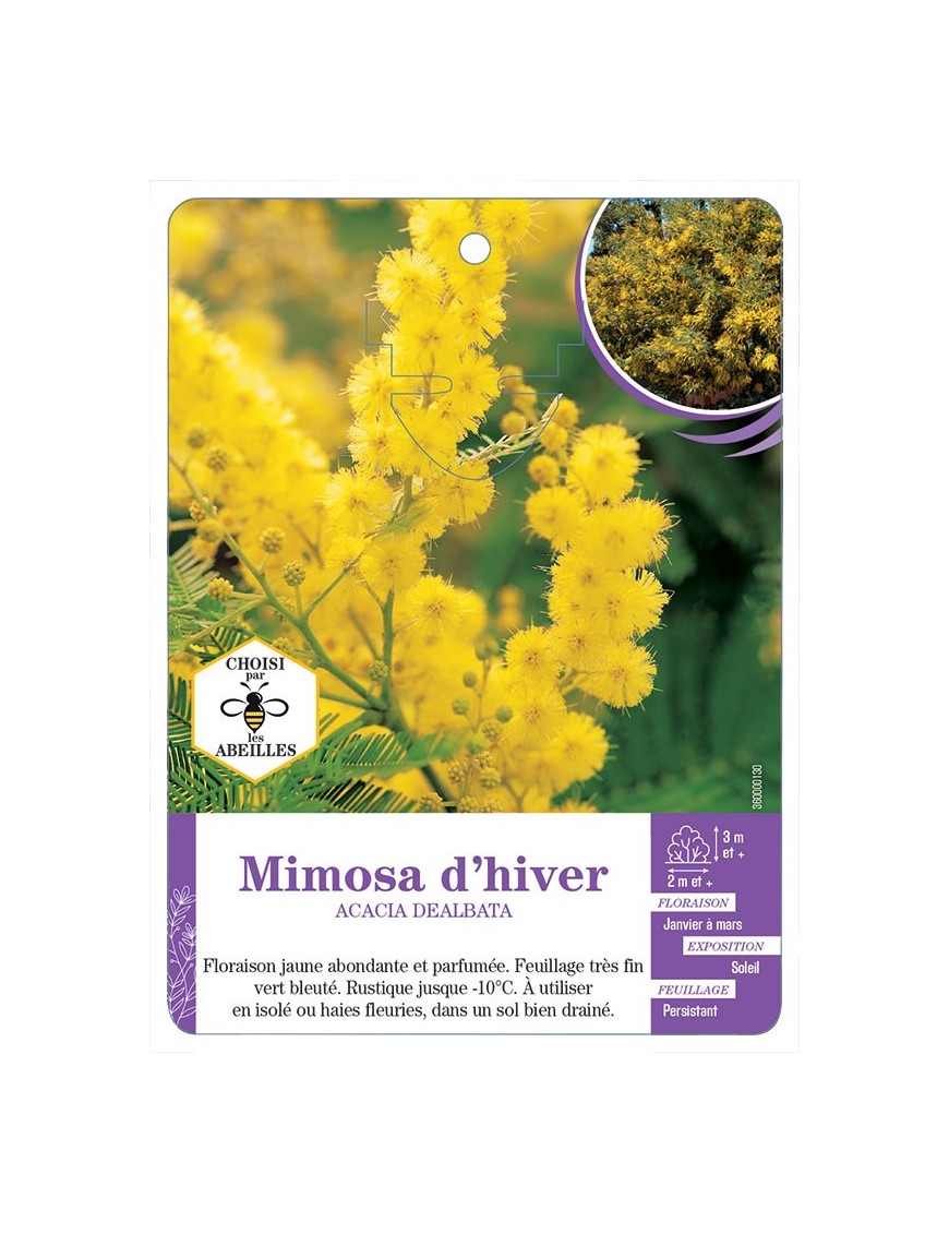 ACACIA DEALBATA voir Mimosa d hiver (*)