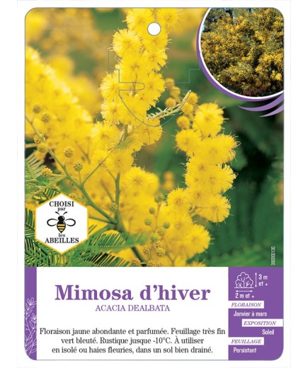ACACIA DEALBATA voir Mimosa d hiver (*)