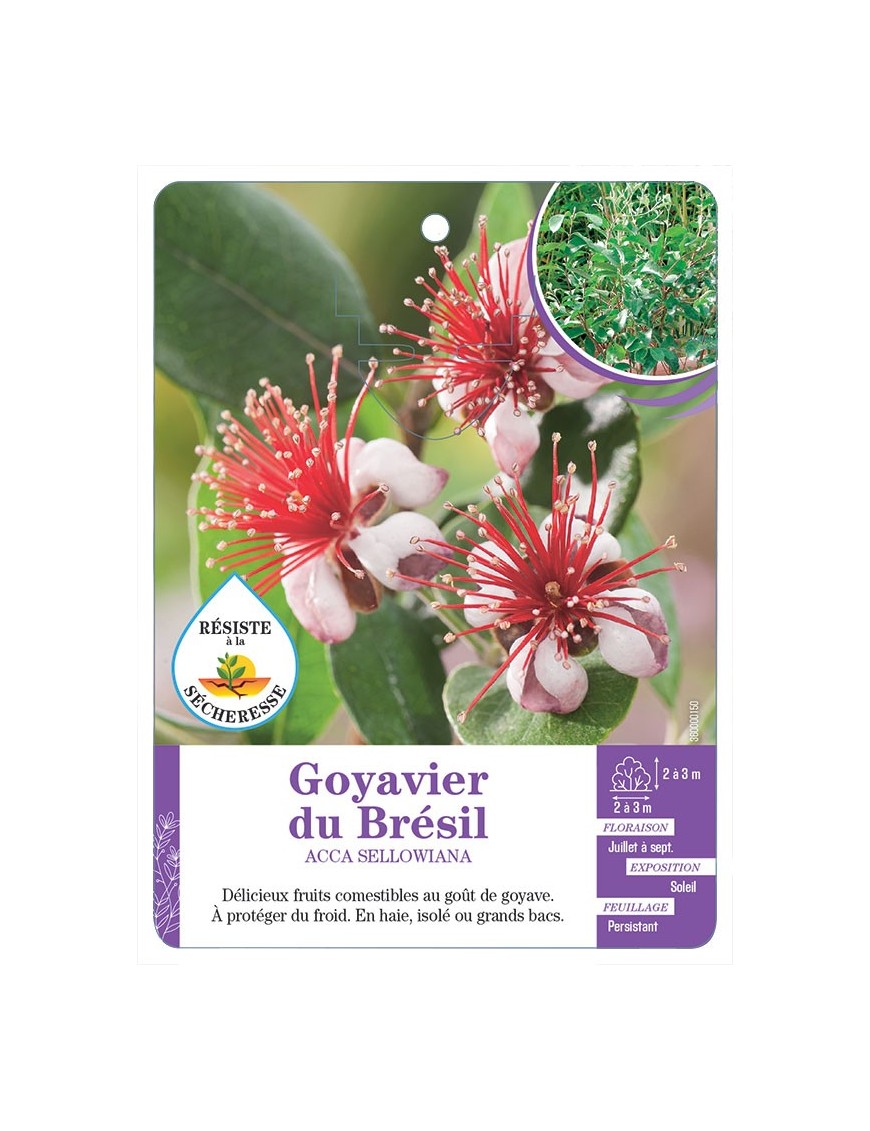 ACCA SELLOWIANA voir Goyavier du Brésil