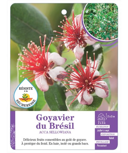 ACCA SELLOWIANA voir Goyavier du Brésil