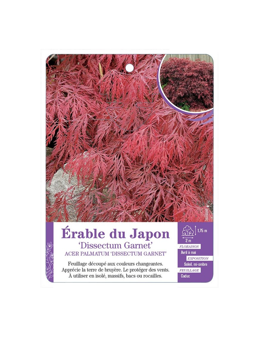 ACER PALMATUM DISSECTUM GARNET voit Érable du Japon (*)